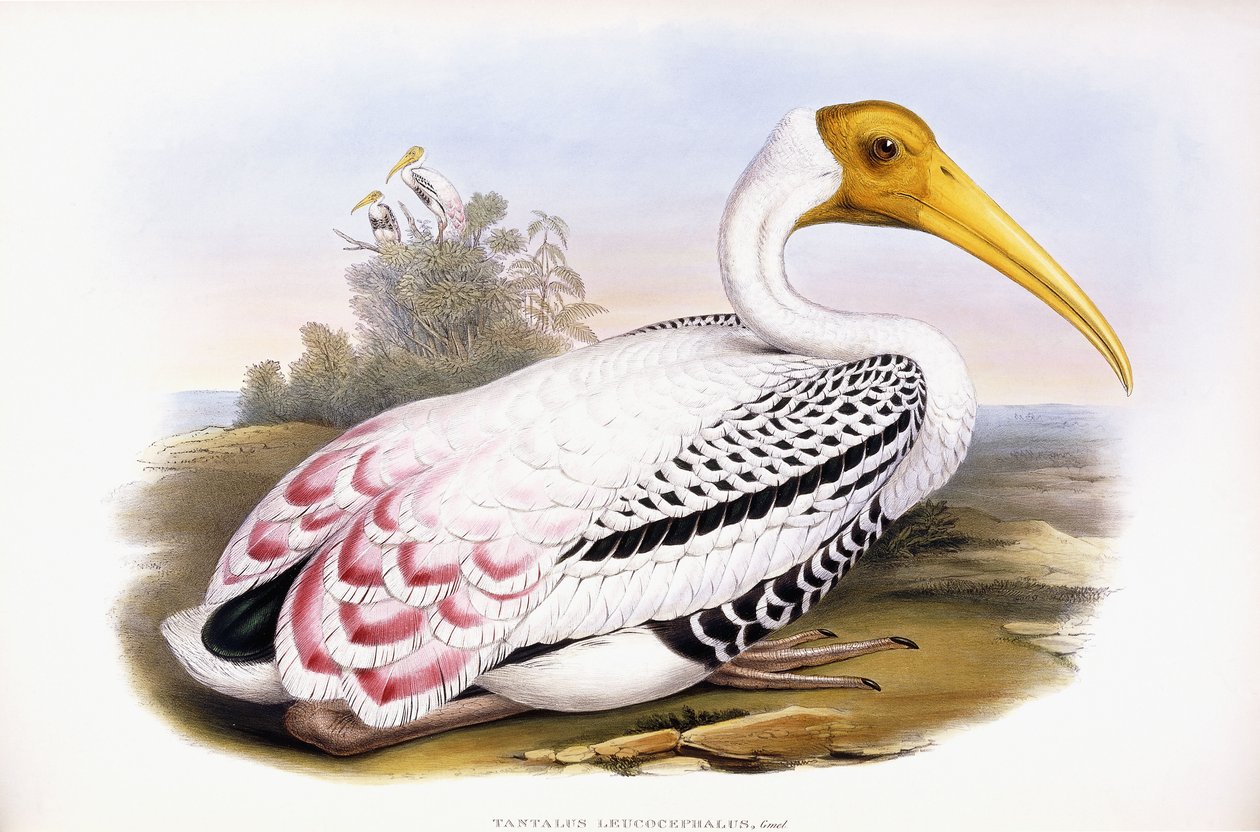 boyalı leylek by John Gould