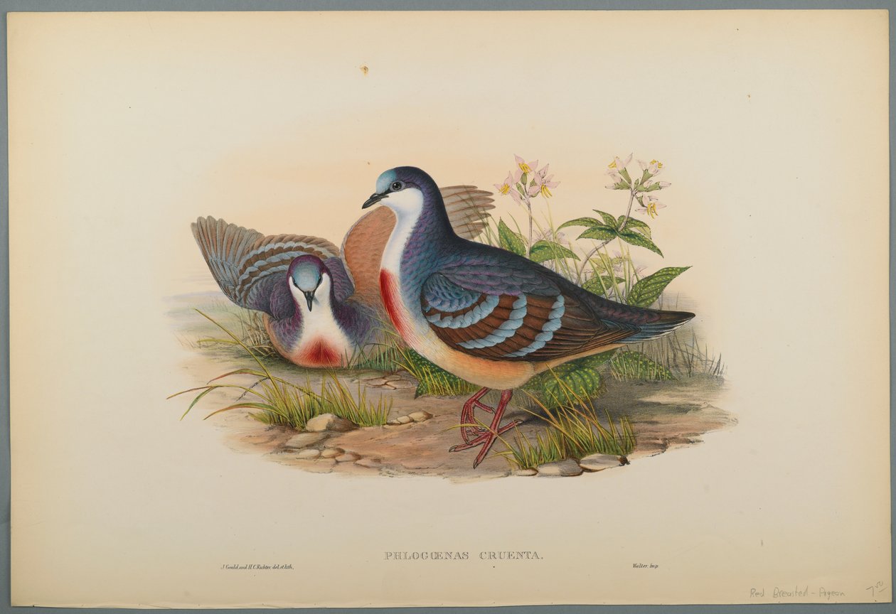 Philogoenas Cruenta (dokuma kağıt üzerinde renkli lito) by John Gould