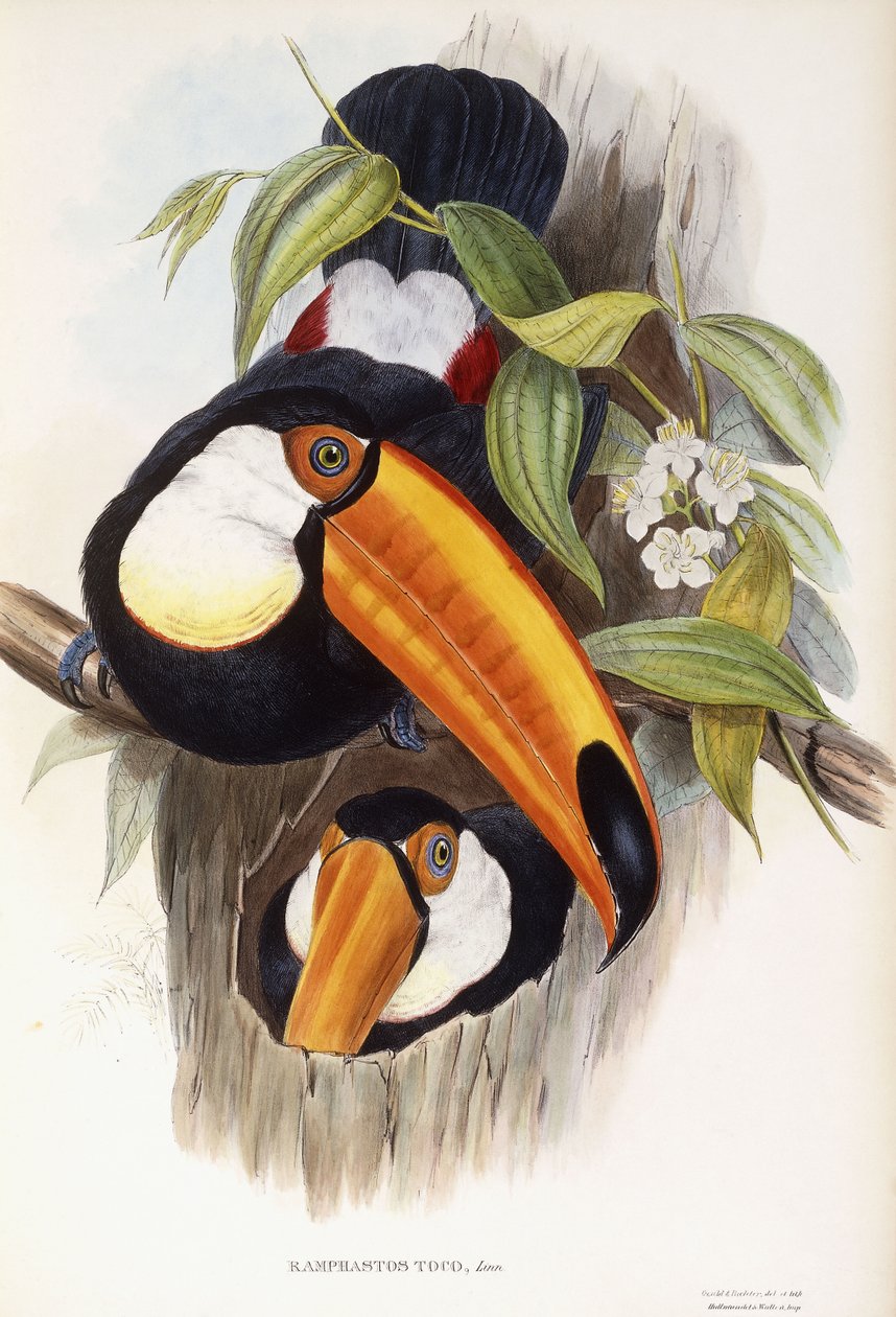 Ramphastos Toco by John Gould