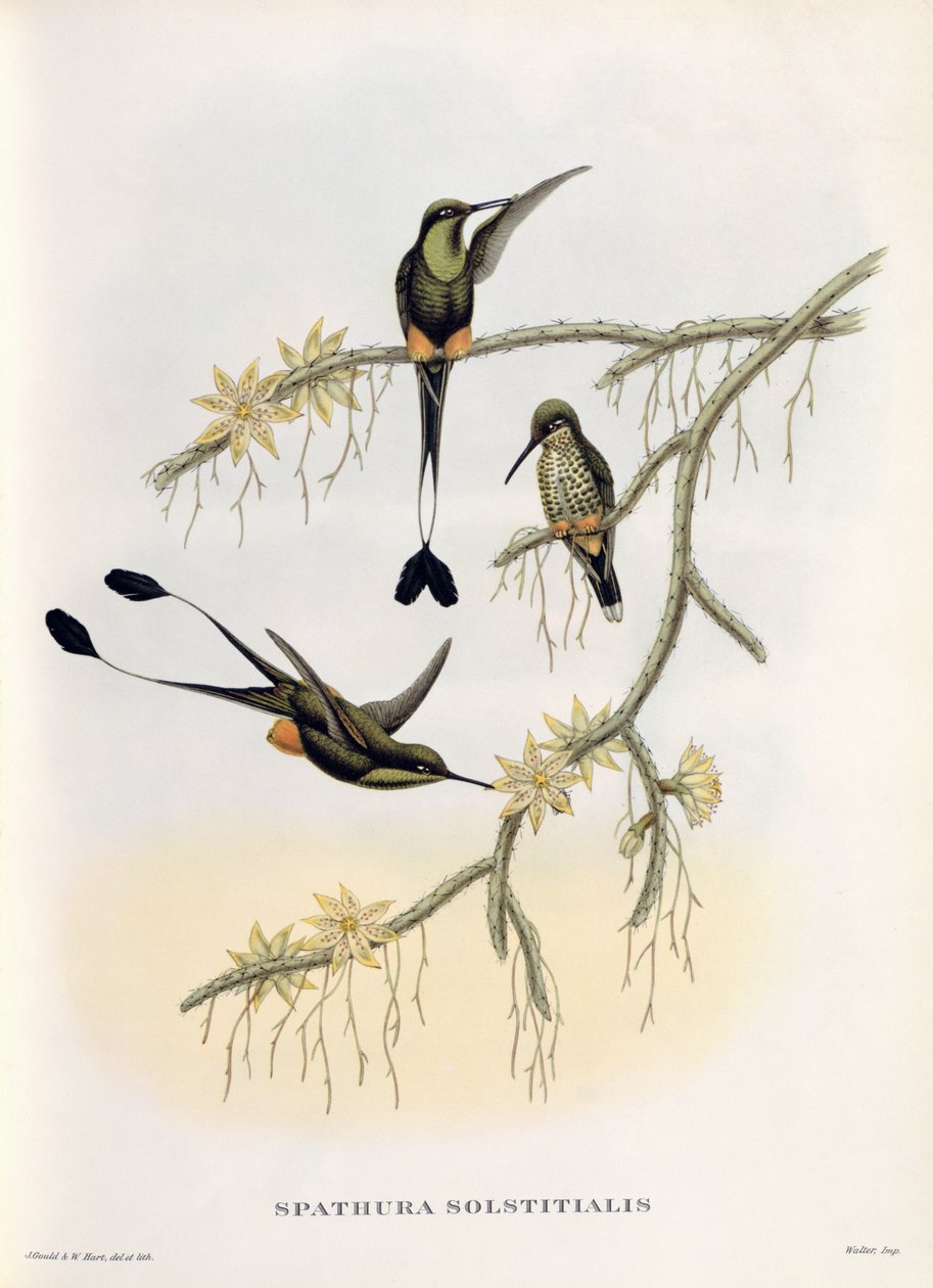 Spathura Solstitialis by John Gould