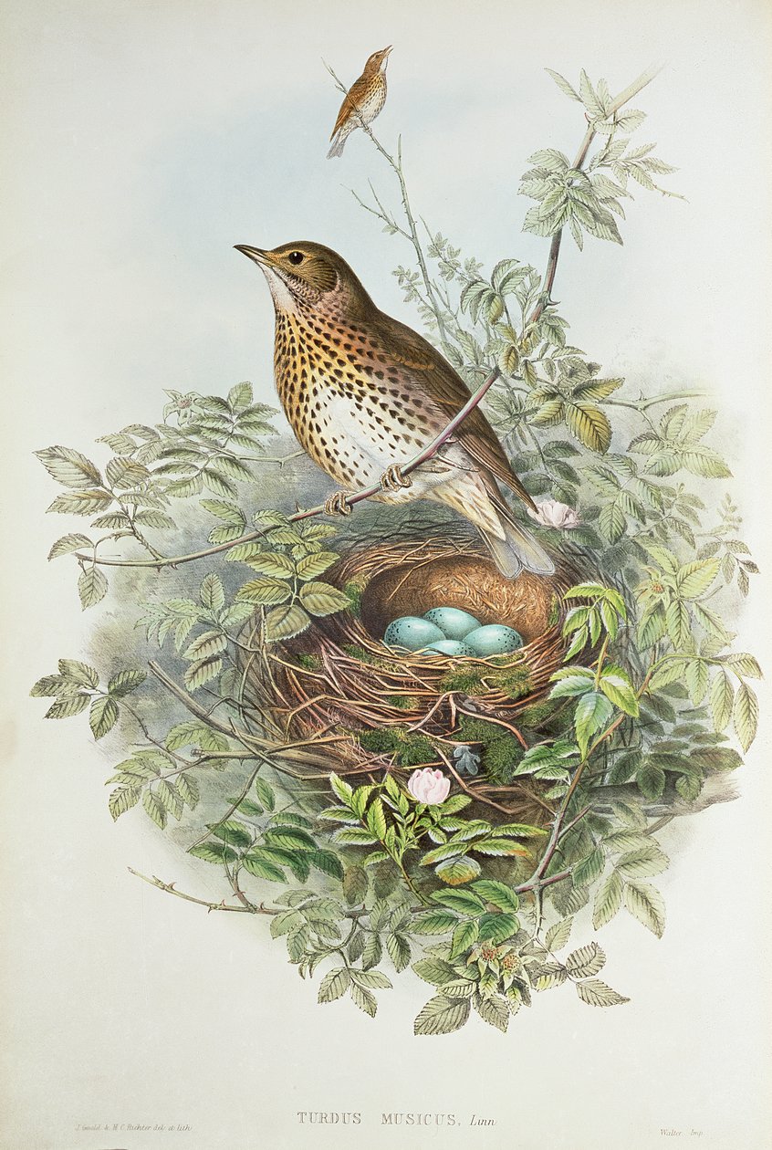 Yuvası ile ardıç kuşu (renkli lito) by John Gould