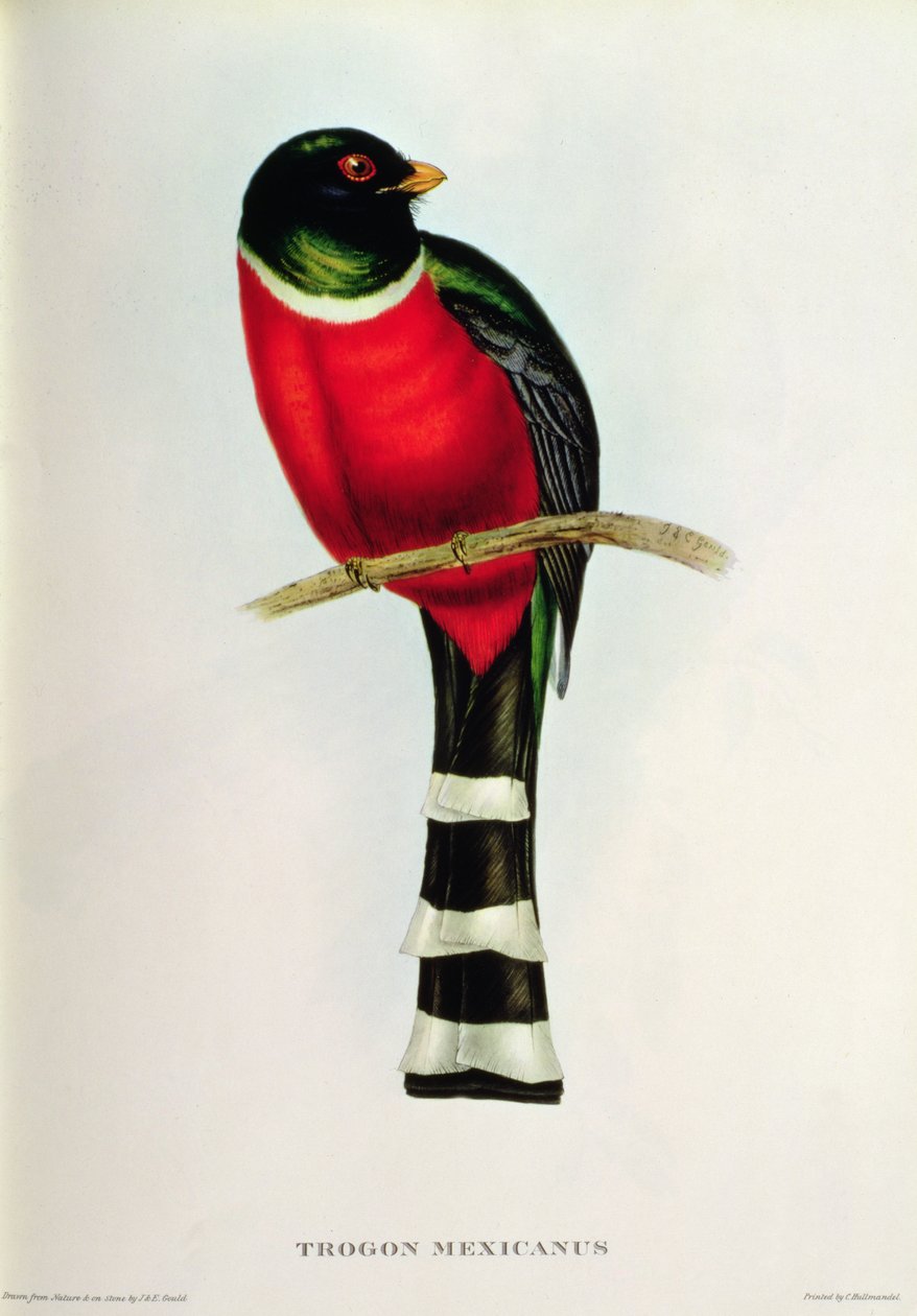 Trogon Meksikalı by John Gould