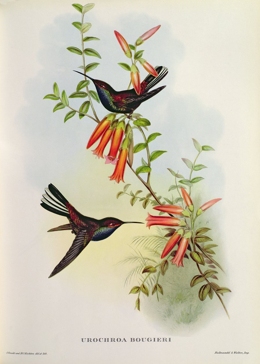 Urokroa Bougieri by John Gould