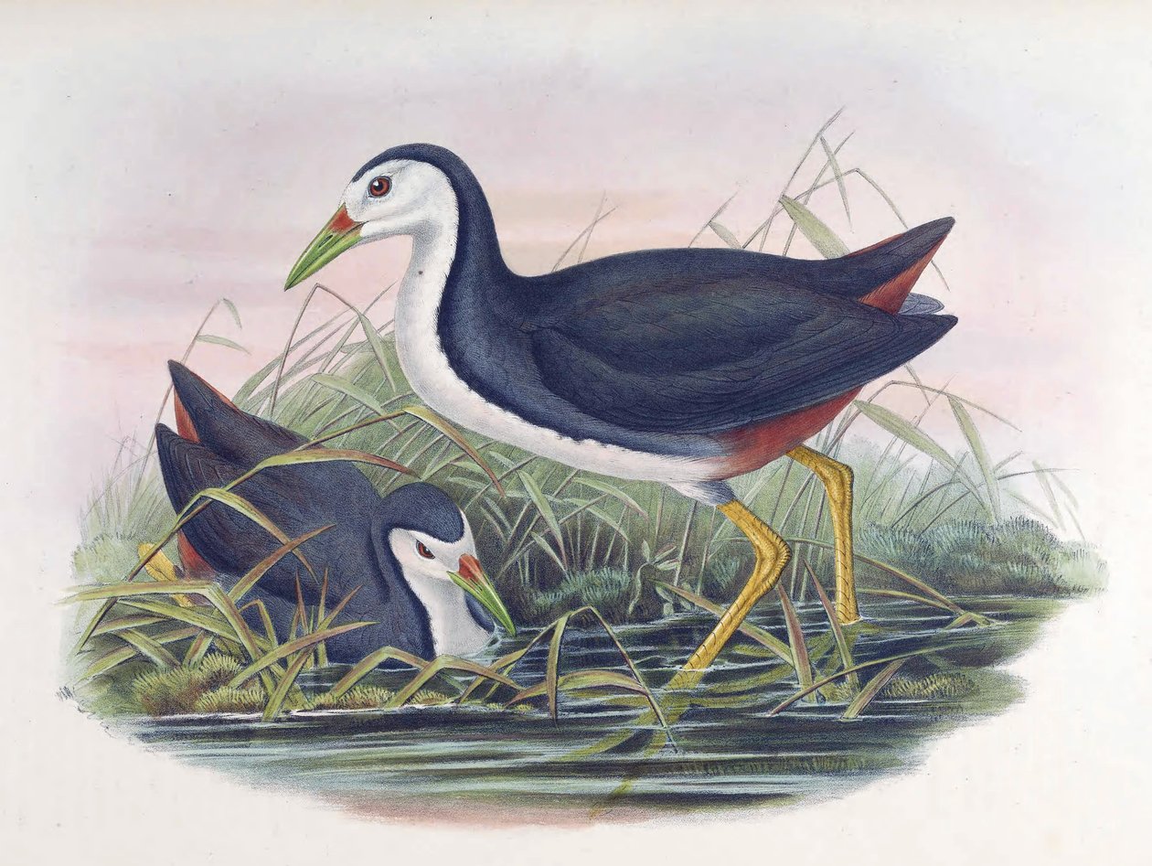 Ak göğüslü Waterhen Amaurornis phoenicurus (Flama) by John Gould