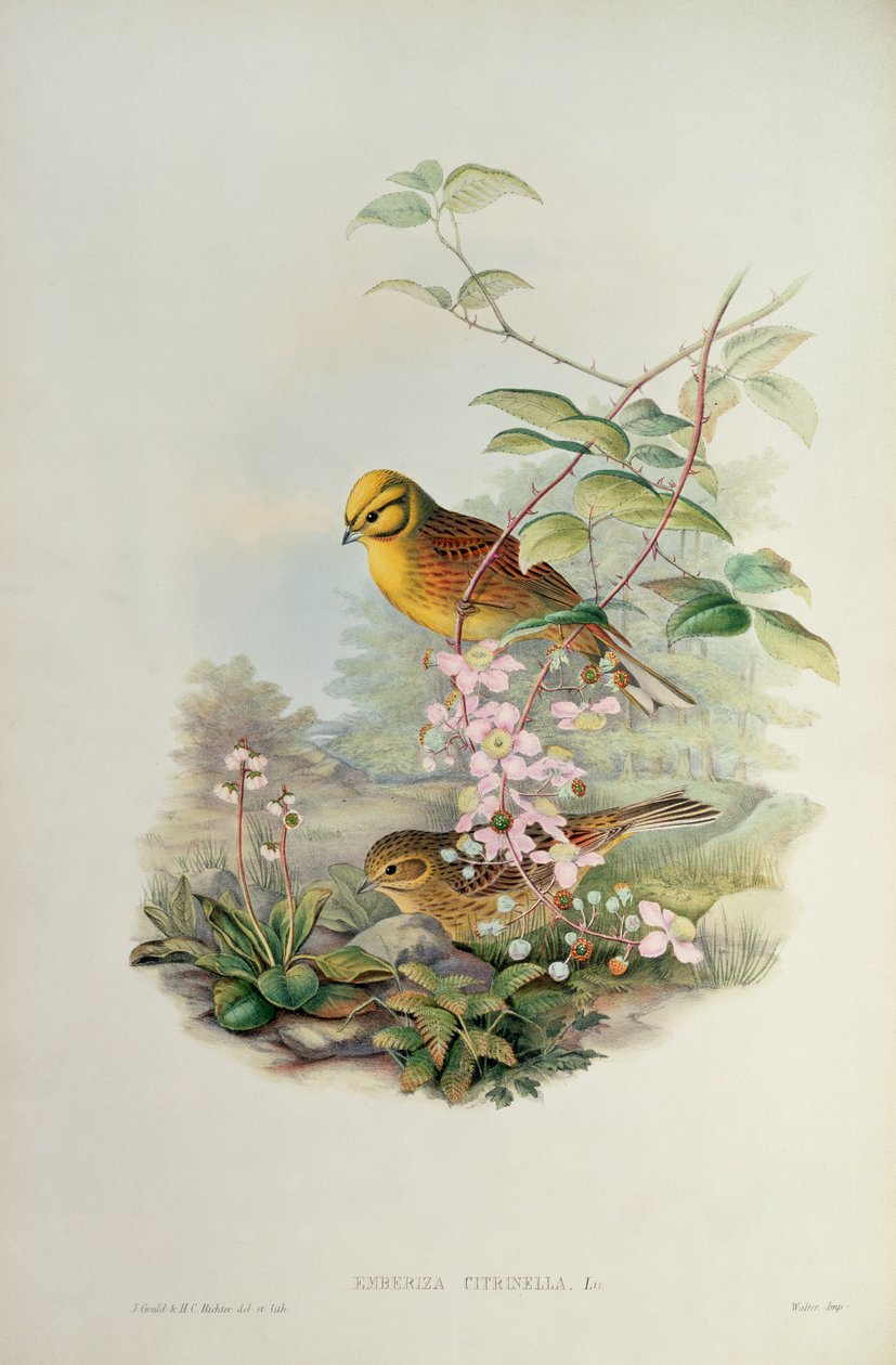 sarı çekiç by John Gould