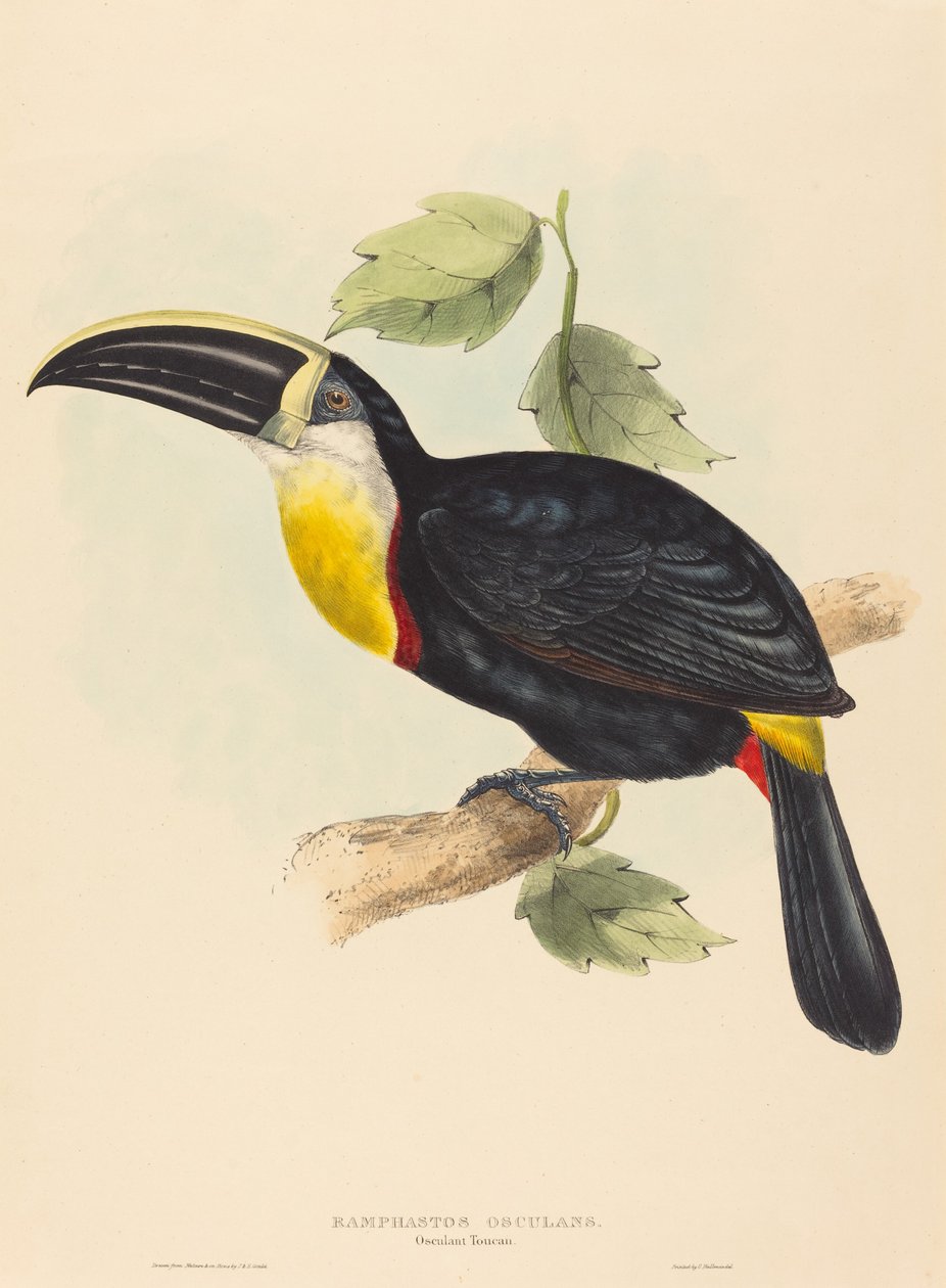 Toucan öpücüğü (Ramphastos