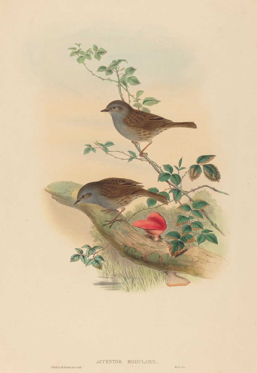 Accentor modularis (Dunnock) by John Gould and H.C. Richter