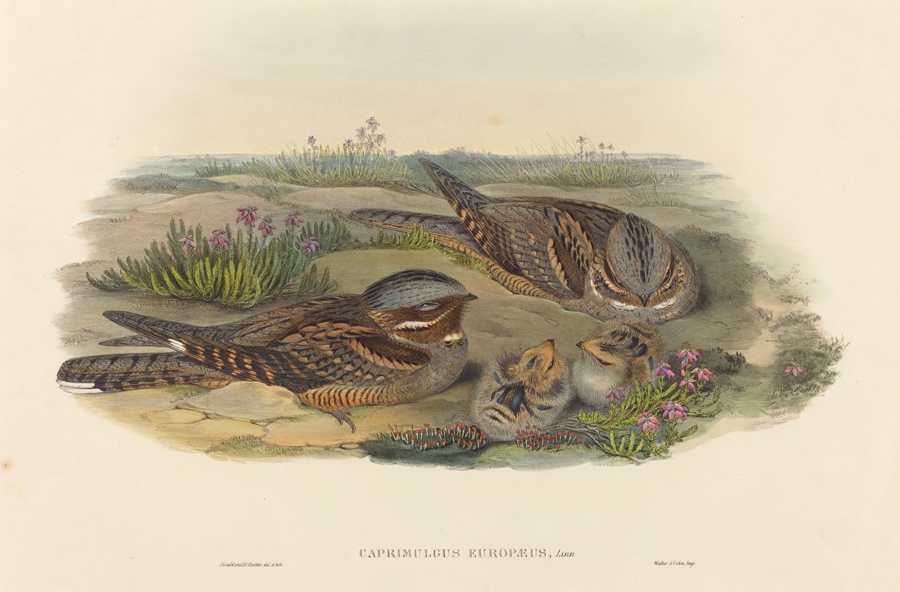 Caprimulgus europaeus (Nightjar) by John Gould and H.C. Richter