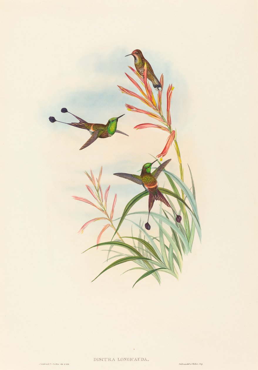 Discura longicauda (Raket Kuyruğu) by John Gould and H.C. Richter