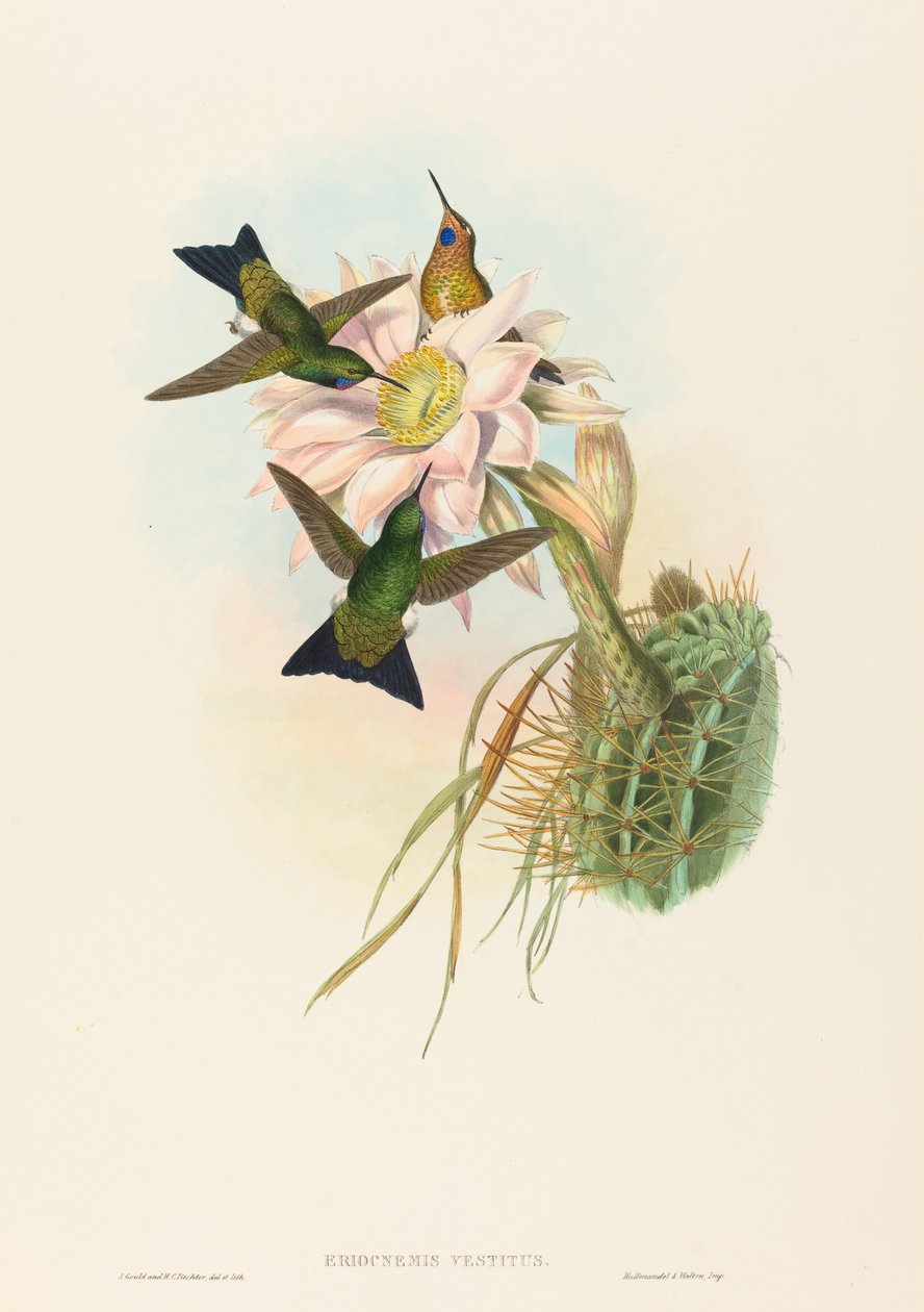 Eriocnemis vestitus (Parlayan Puff-Bacak) by John Gould and H.C. Richter