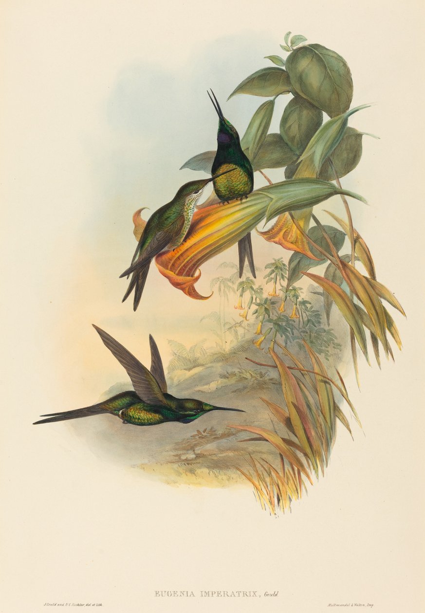 İmparatoriçe Eugenia (İmparatoriçe Sinekkuşu) by John Gould and H.C. Richter