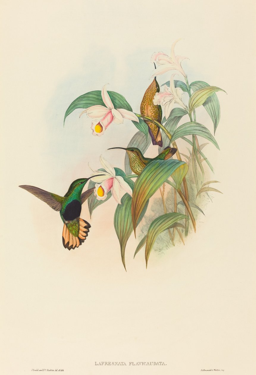 Lafresnaya flavicaudata (Buff-kuyruklu Kadife-göğüs) by John Gould and H.C. Richter