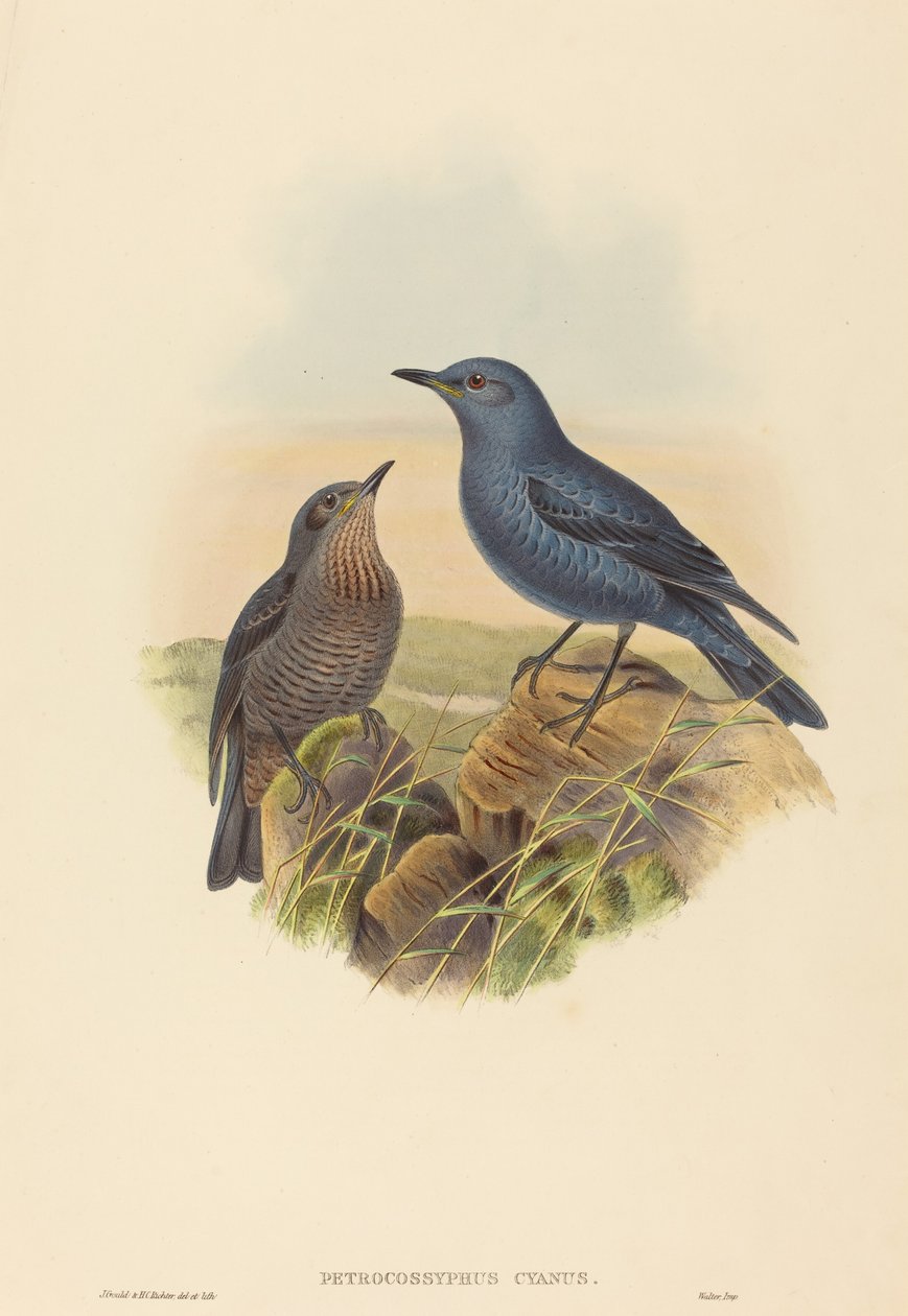 Petrocossyphus cyanus (Mavi Rockthrush) by John Gould and H.C. Richter