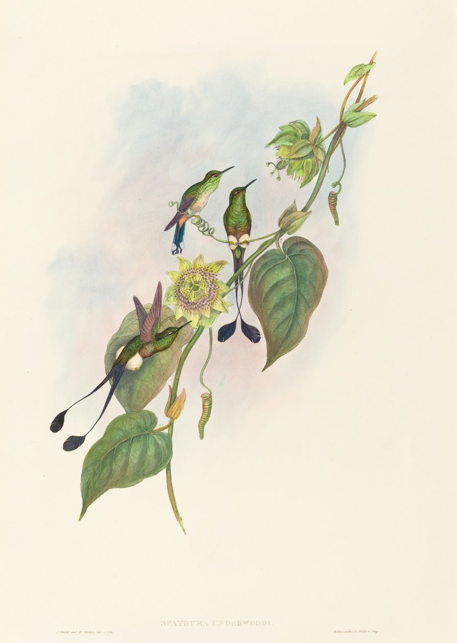 Spathura underwoodi (Beyaz Ayaklı Raket Kuyruğu) by John Gould and H.C. Richter