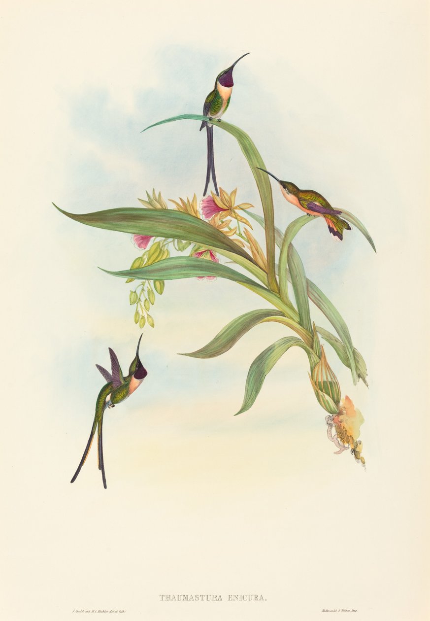 Tharmastura enicura (İnce Kesme Kuyruğu) by John Gould and H.C. Richter