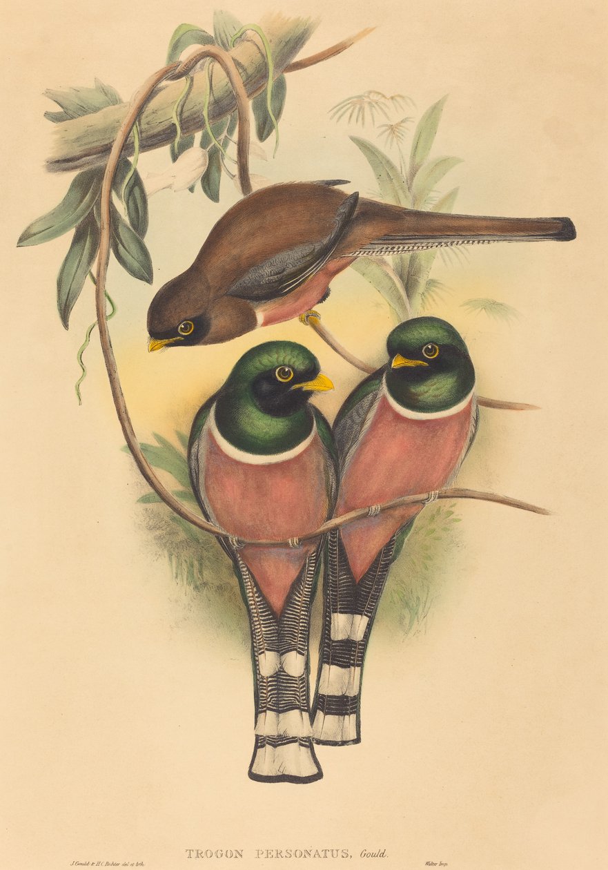 Trogan maskeli by John Gould and H.C. Richter