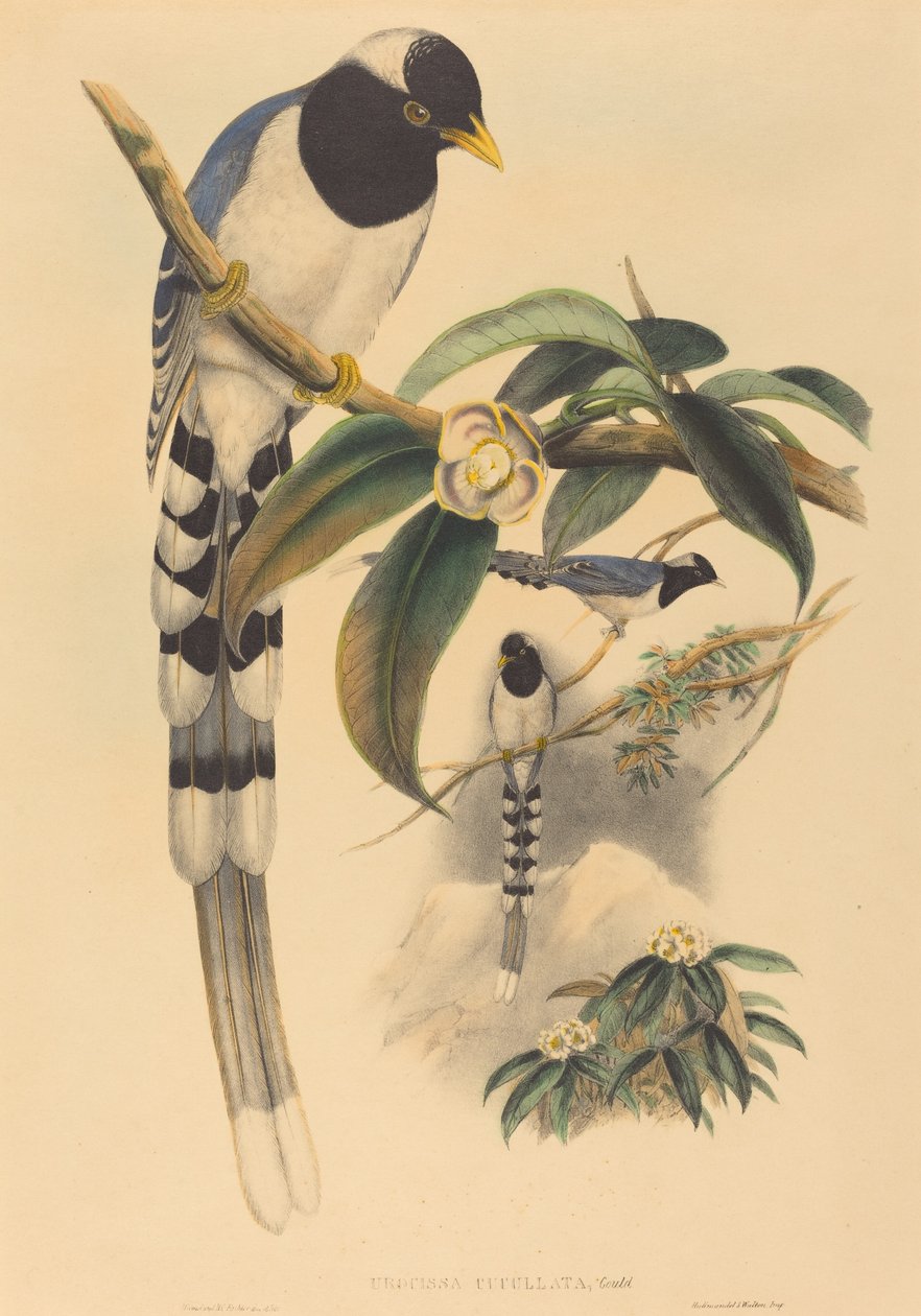 Urocissa cucullata by John Gould and H.C. Richter