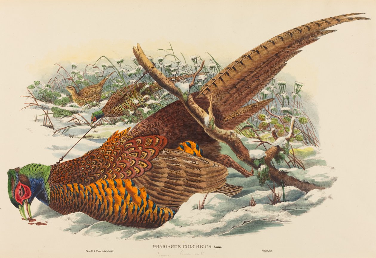 Phasianus colchicus (Yüzük Boyunlu Sülün) by John Gould and W. Hart