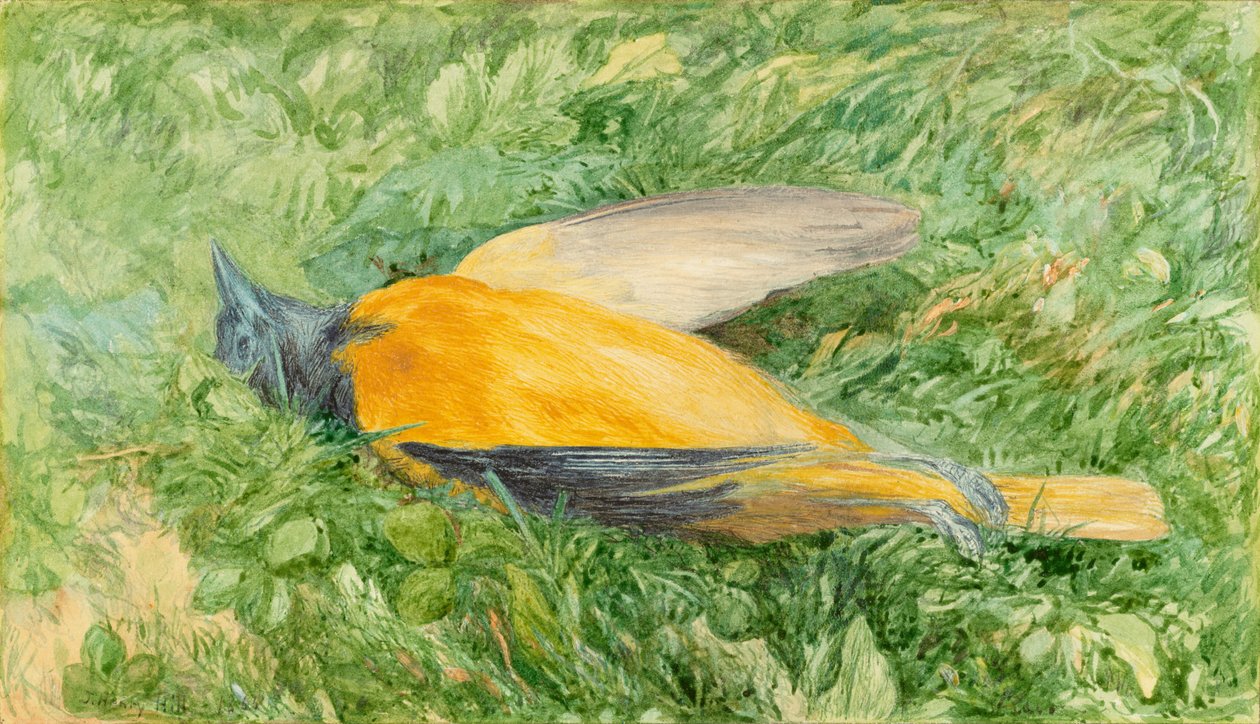 Altın Robin (Kuzey Oriole) by John Henry Hill
