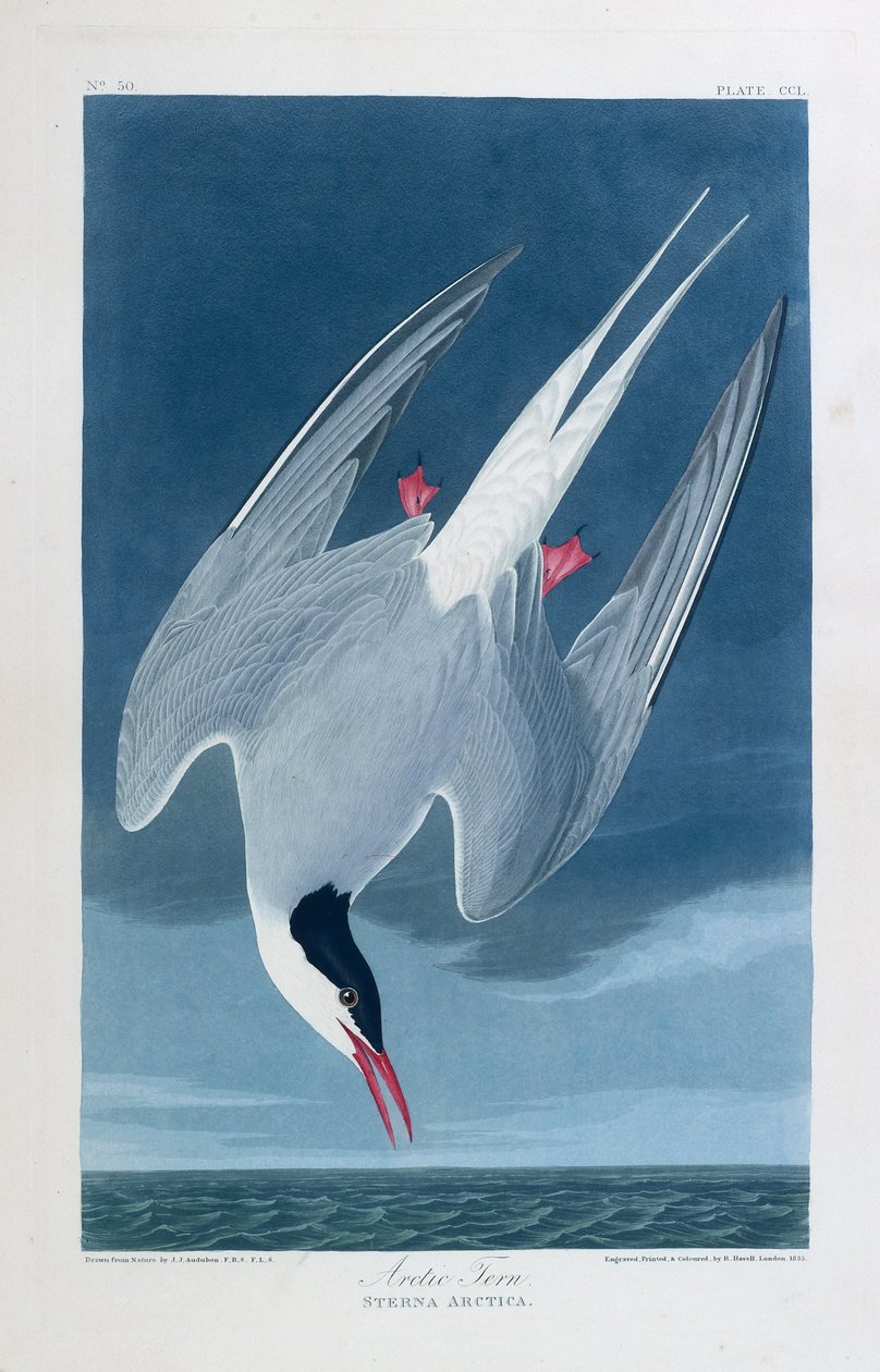  by John James (after) Audubon