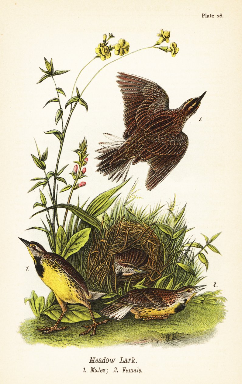 Doğu çayır kuşu, Sturnella magna by John James (after) Audubon