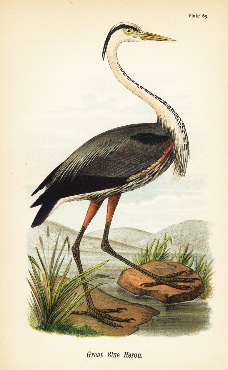Büyük mavi balıkçıl, Ardea herodias by John James (after) Audubon