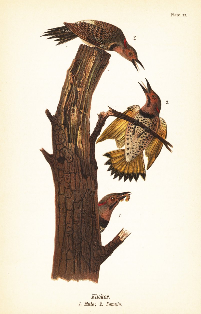 Kuzey titremesi, Colaptes auratus by John James (after) Audubon