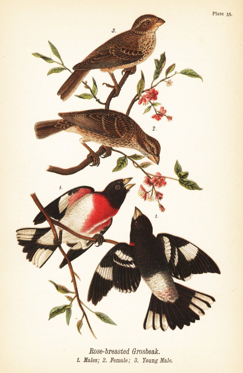 Gül göğüslü grosgaga, Pheucticus ludovicianus by John James (after) Audubon