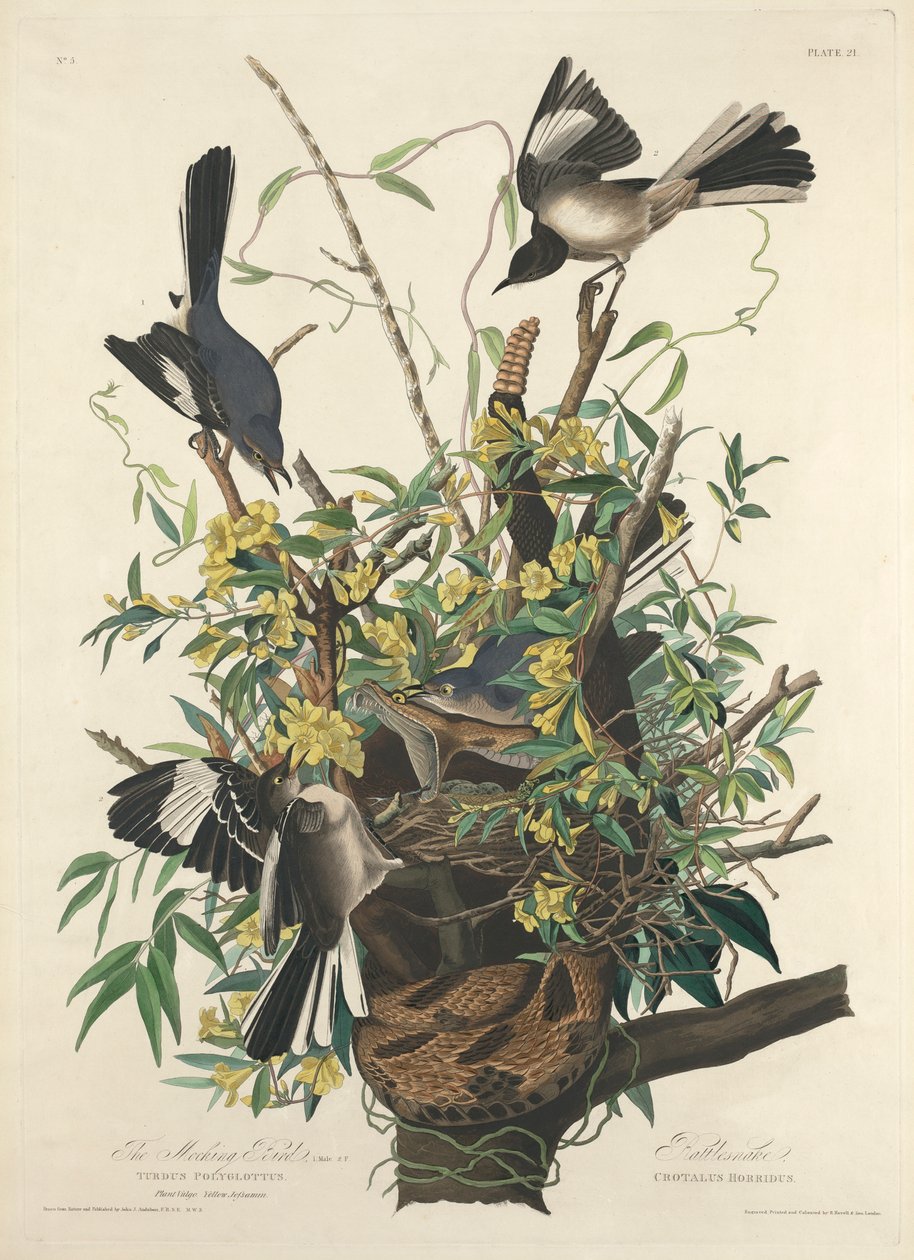 alaycı kuş by John James (after) Audubon