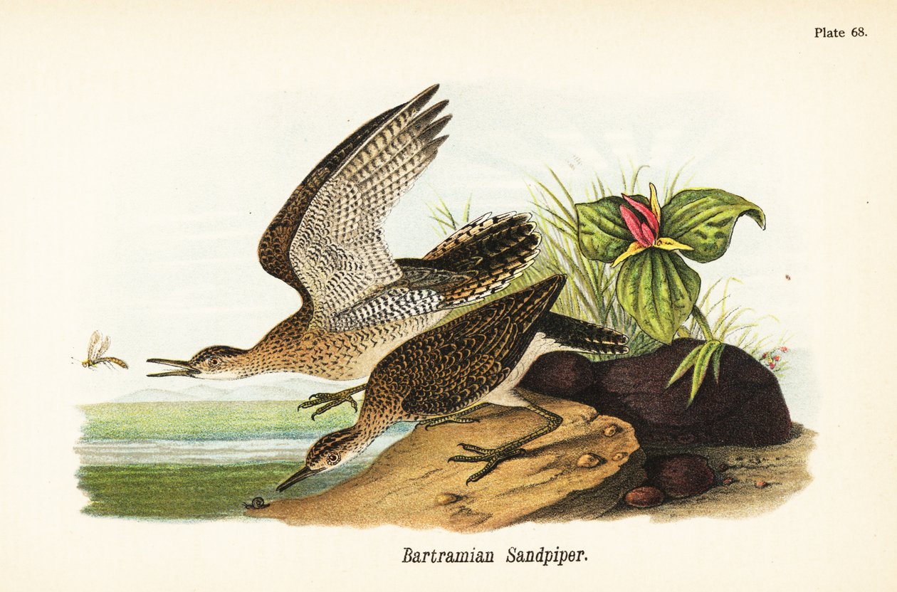 Yayla kum kuşu, Bartramia longicauda by John James (after) Audubon