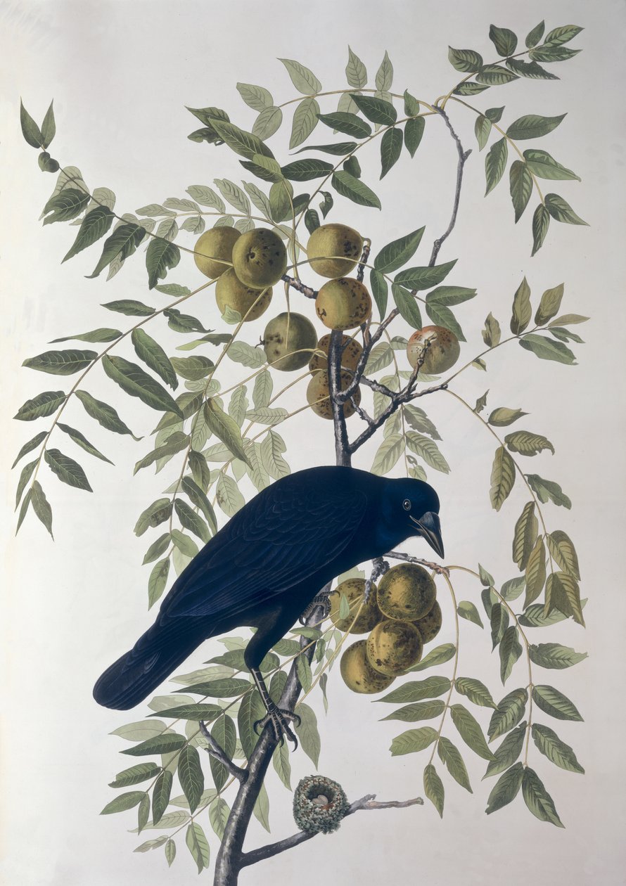 American Crow, Birds of America