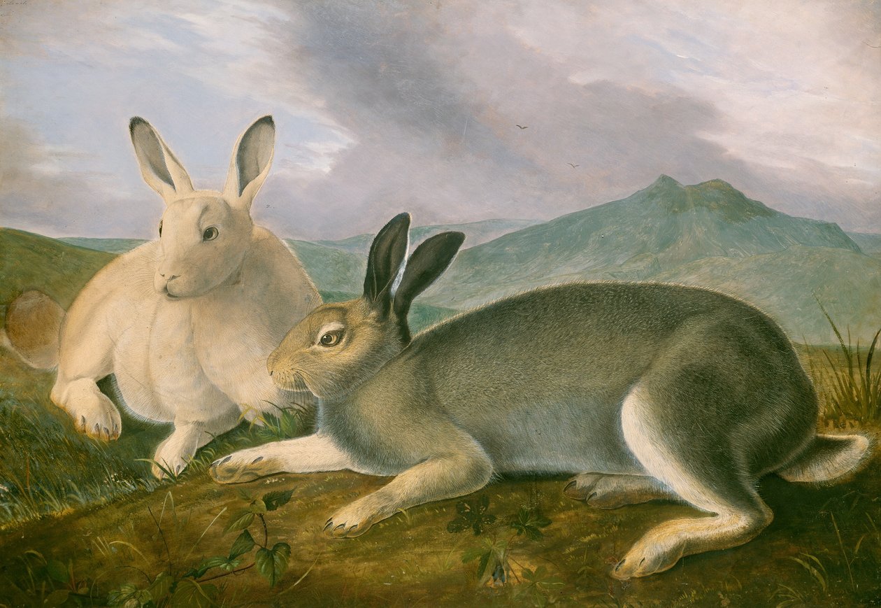 Arktik Tavşan, c. 1841. by John James Audubon