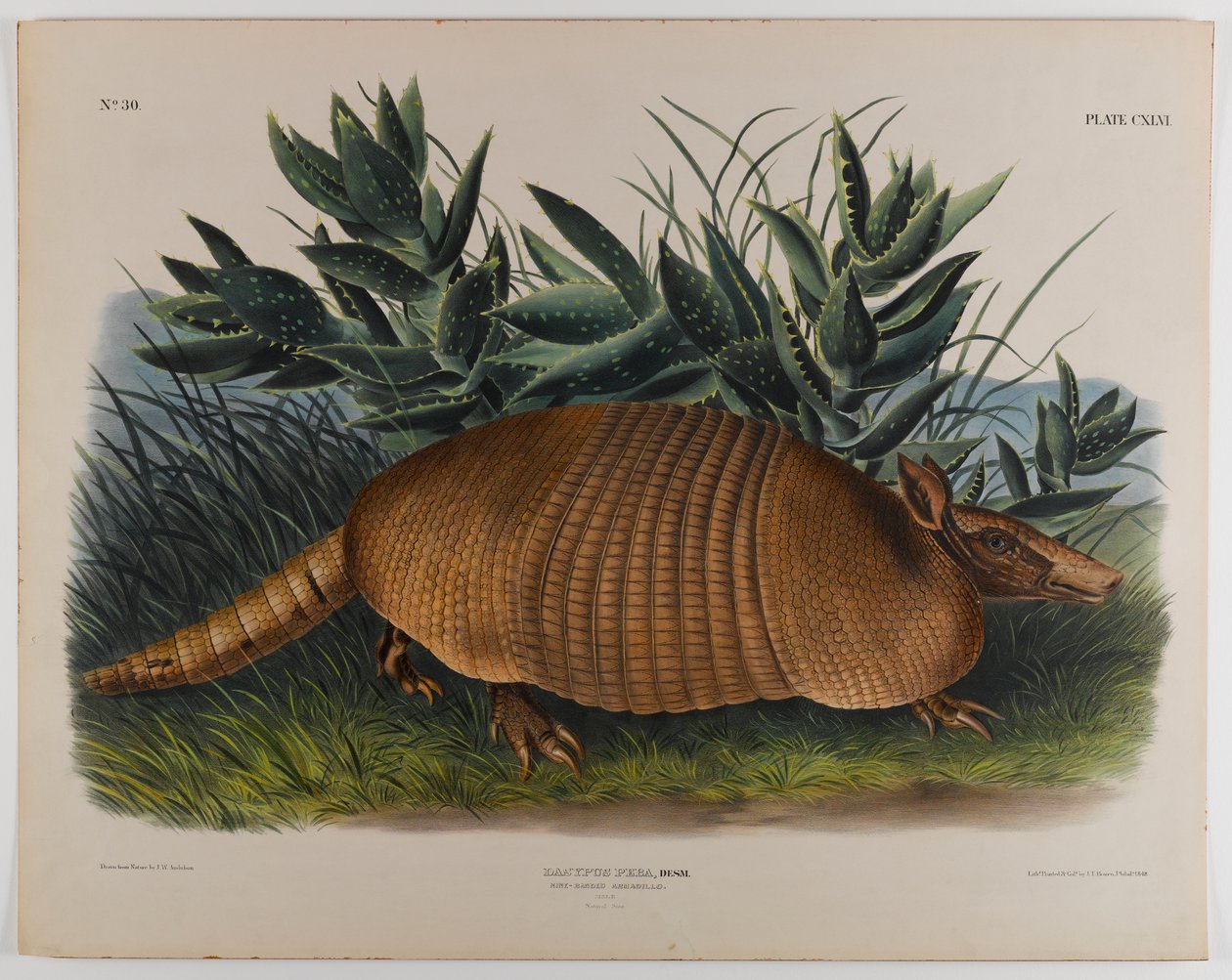 Armadillo by John James Audubon