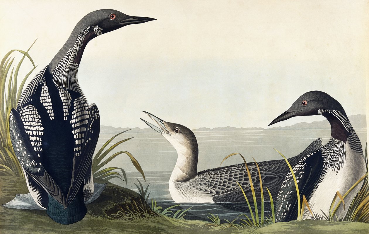 kara boğazlı dalgıç by John James Audubon