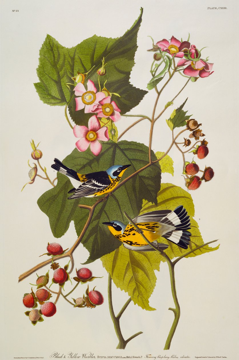 Siyah Ve Sarı Ötleğen. Manolya ötleğen by John James Audubon