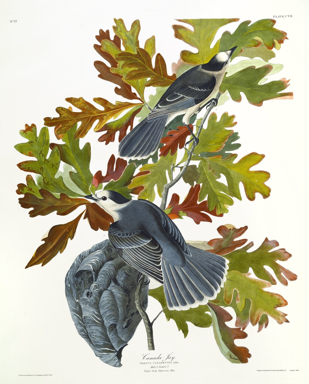 Kanada Jay by John James Audubon