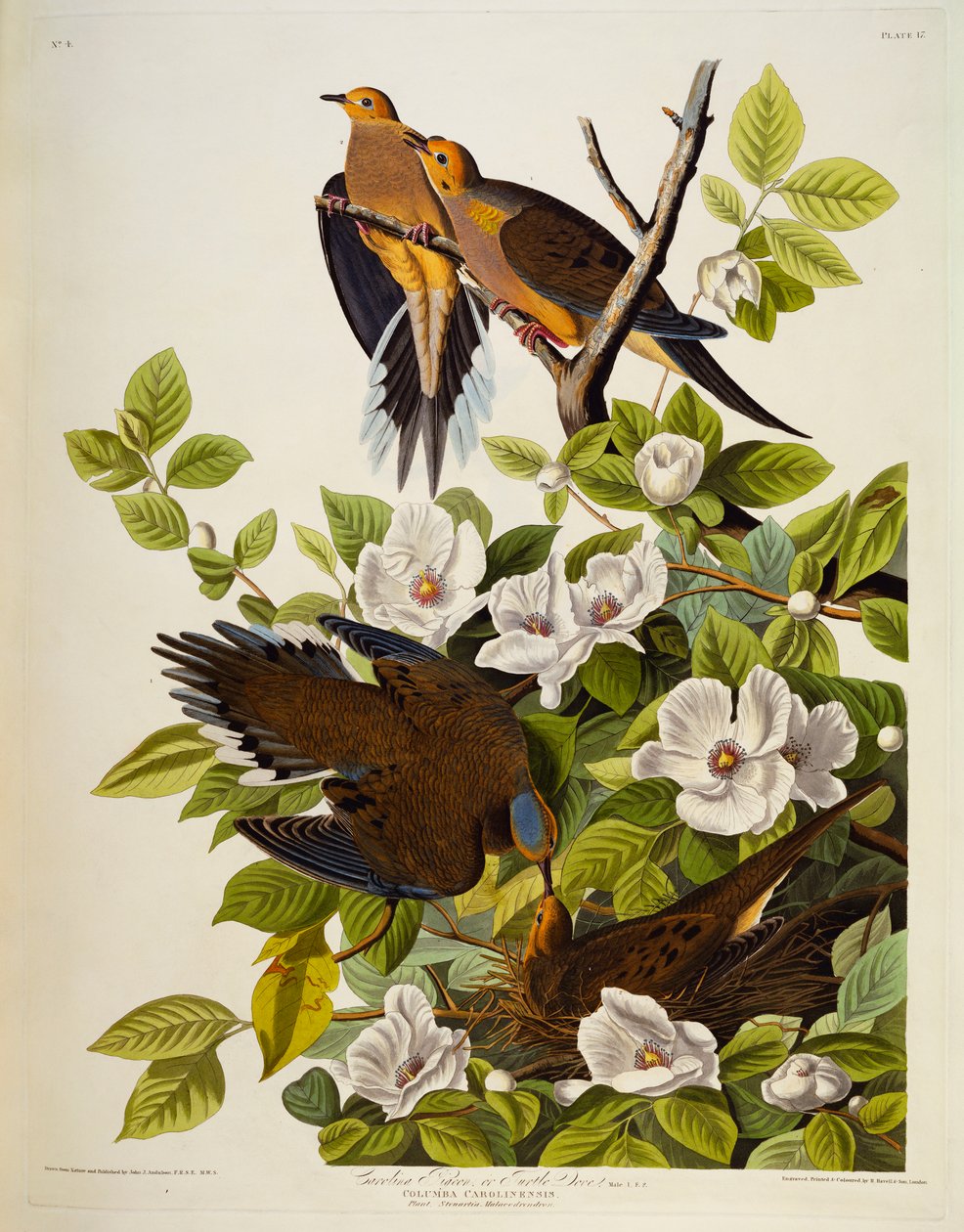 Carolina Turtledove. Kumru, by John James Audubon