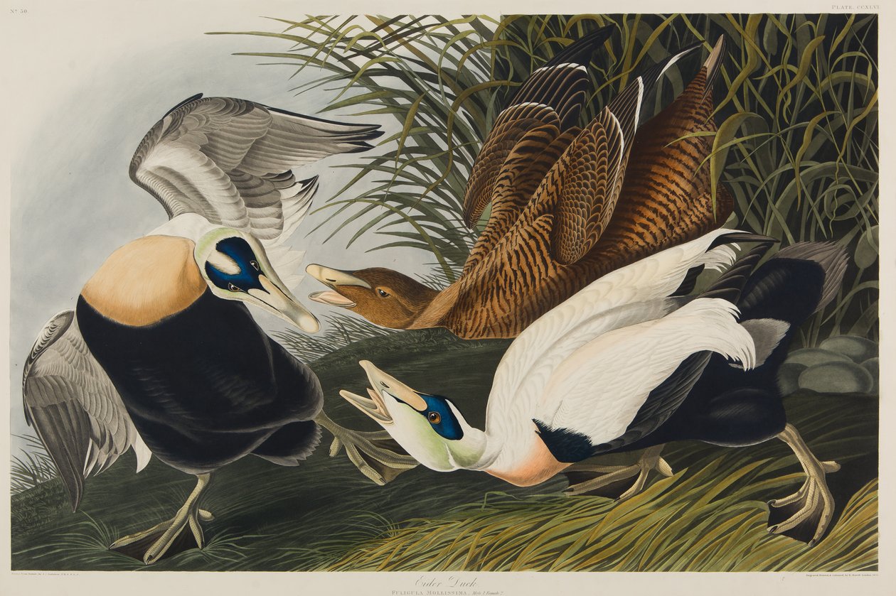 Eider Duck, 1835 (kağıt üzerinde wc) by John James Audubon