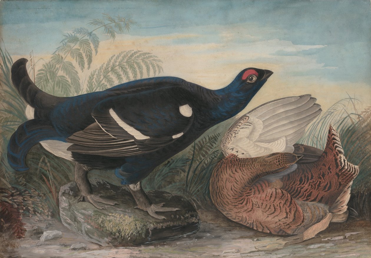 İngiliz Siyah Muslukları, 1828. by John James Audubon