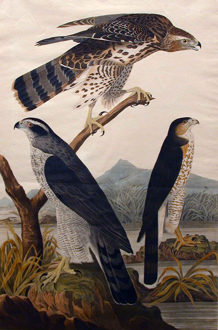 Goshawk, Stanley Hawk No. 29, 1830. by John James Audubon