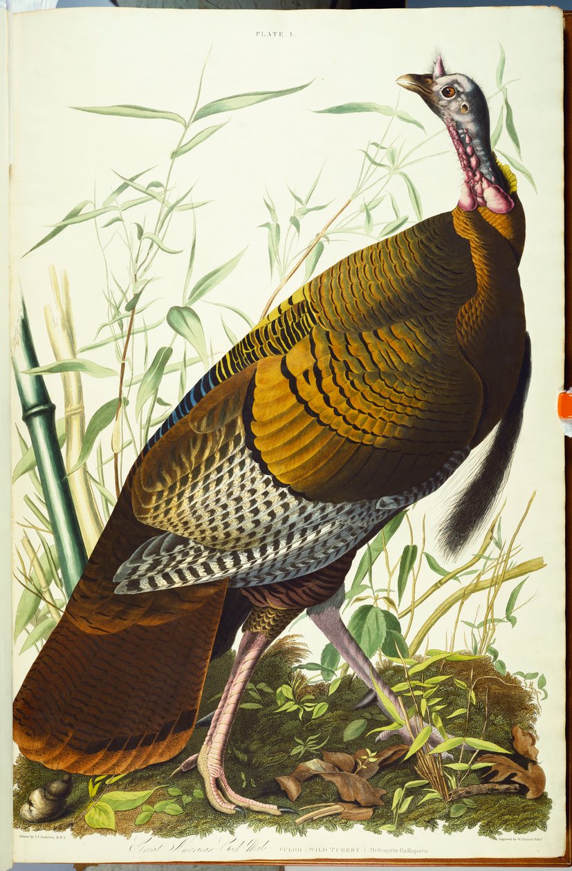 Büyük Amerikan Beck Erkek. Vahşi Türkiye by John James Audubon