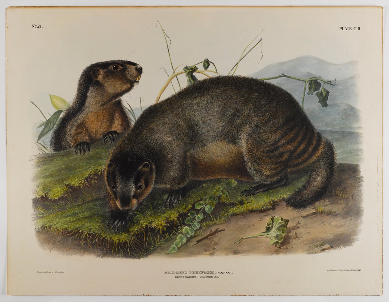 ağarmış dağ sıçanı by John James Audubon