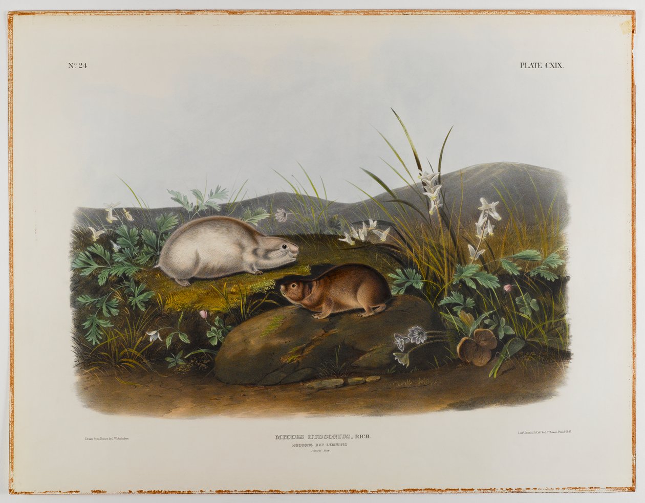 Hudsons Körfezi lemming