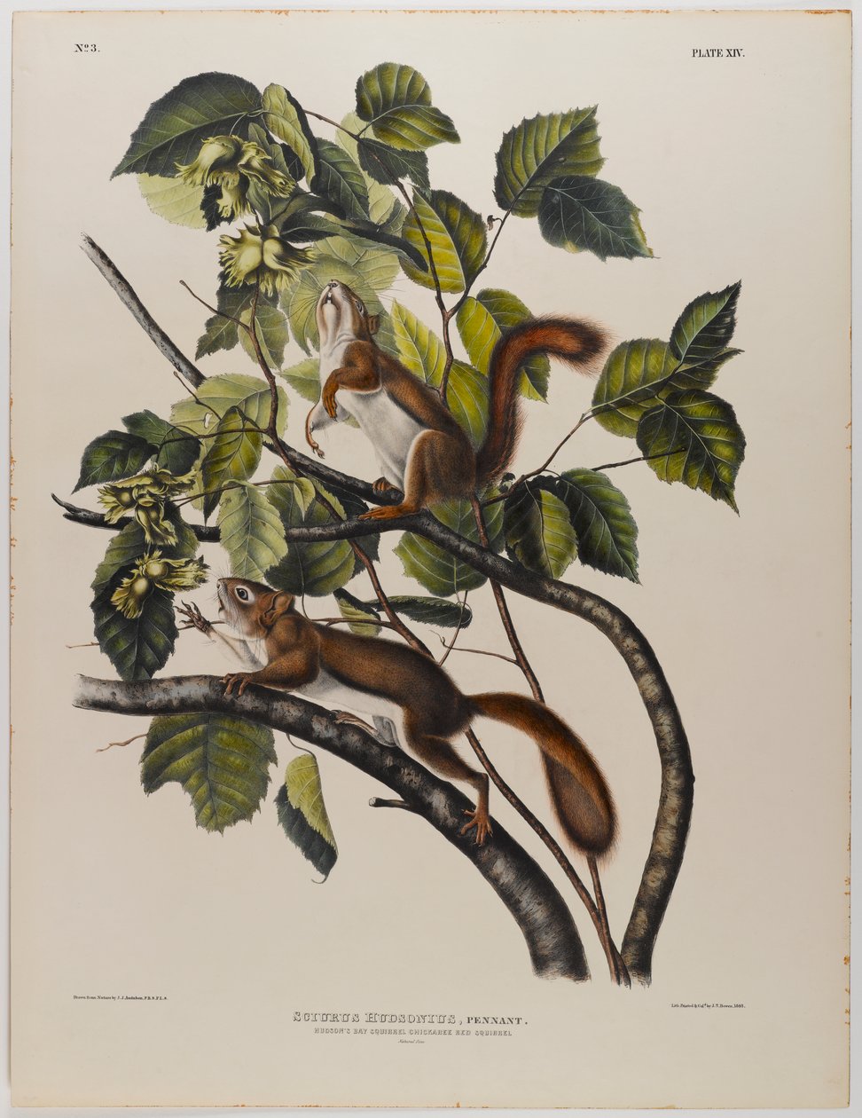 Hudsons Körfezi sincabı by John James Audubon