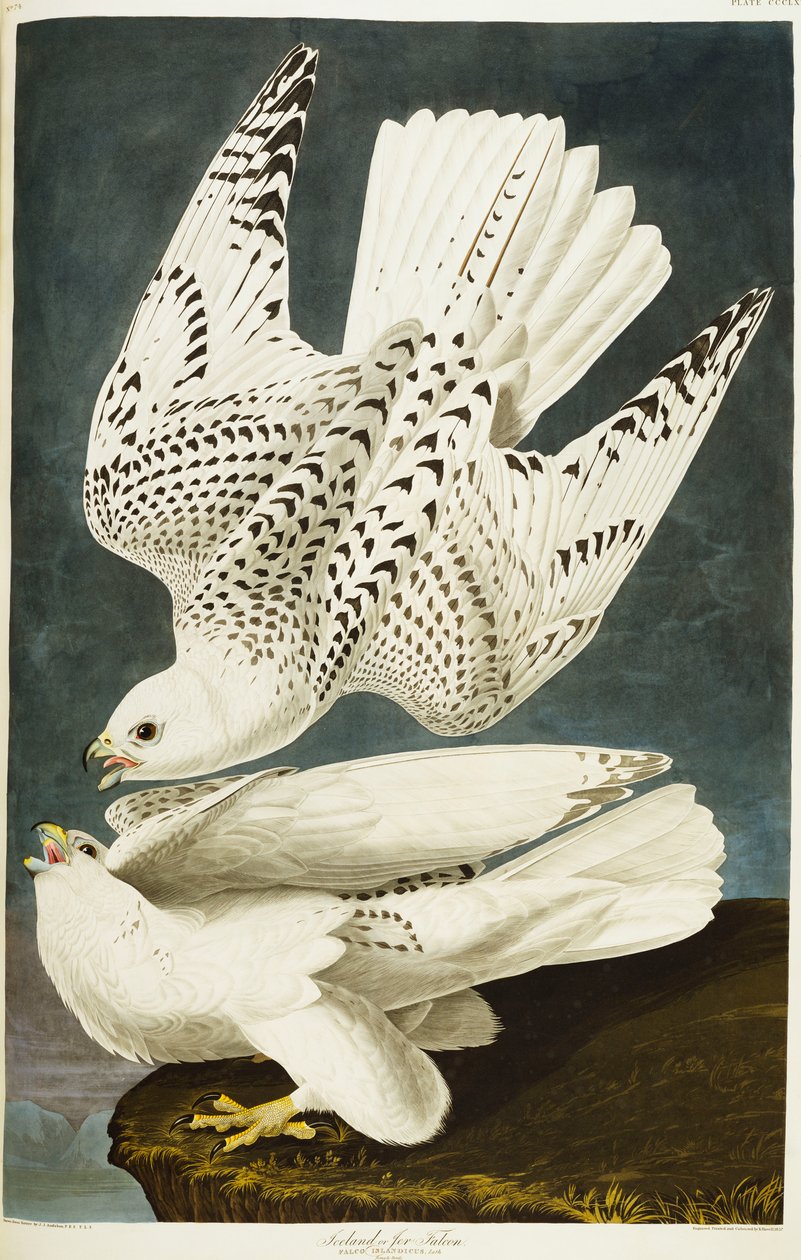 İzlanda veya Jer Falcon. gyrfalcon by John James Audubon