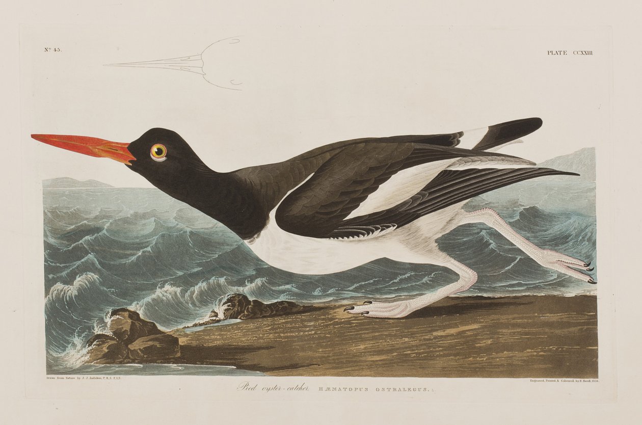 'Birds of America'dan bir çizim by John James Audubon