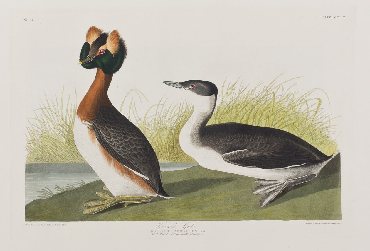 'Birds of America'dan bir çizim by John James Audubon