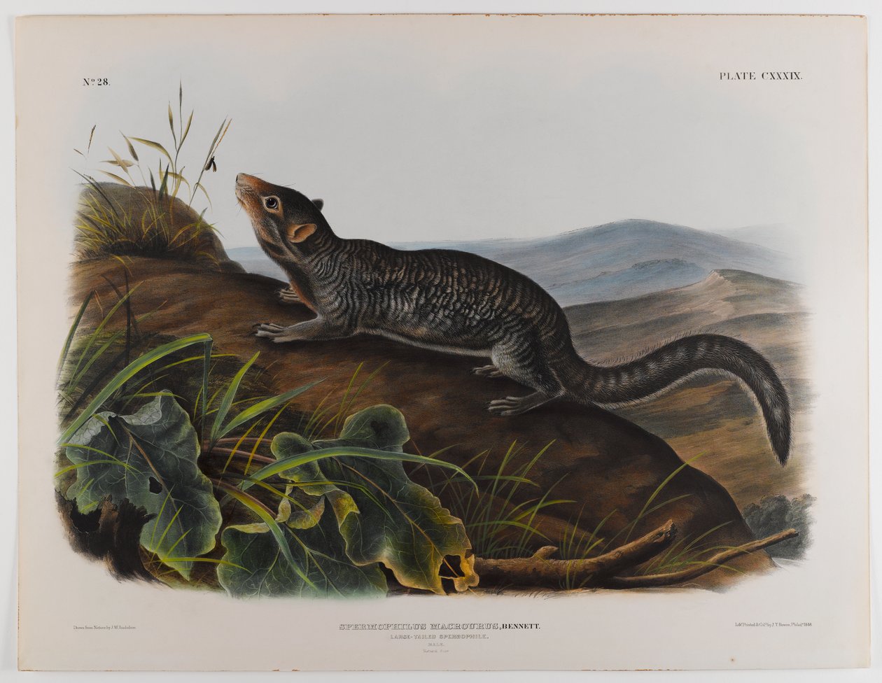 Büyük kuyruklu spermofil by John James Audubon