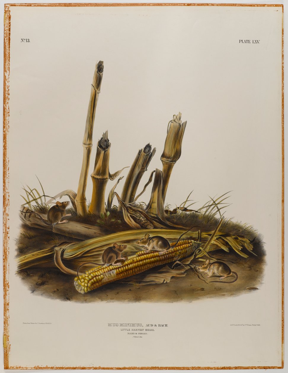 Küçük hasat faresi by John James Audubon