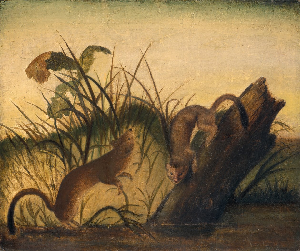 Uzun Kuyruklu Gelincik, c. 1845. by John James Audubon